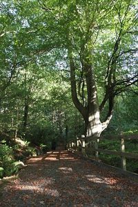 Beech tree in a Beaumaris glade