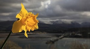 A spring Daffodil