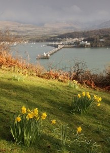 daffodils on the upper lawn at the cottage