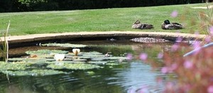 Pair of Mallard by the lower pond at Coed y Berclas