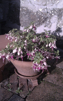 Fuschia in November outside the cottage