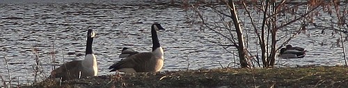Geese at Malltraeth Nature reserve