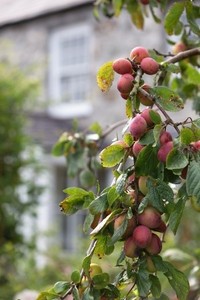 Ripening plumbs in the cottage orchard