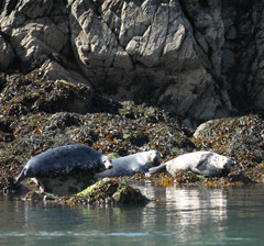 Seals amongst the rocks at The Skerries off North West Anglesey