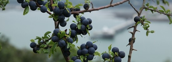 Sloe berries for making Sloe Gin