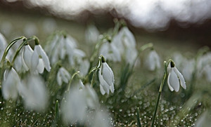 Spring Snowdrops 2010