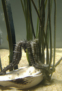 A seahorse in Anglesey Sea Zoo