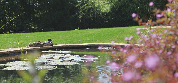 Mallard basking by the lower pond at Coed y Berclas